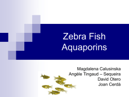Zebra Fish Aquaporins