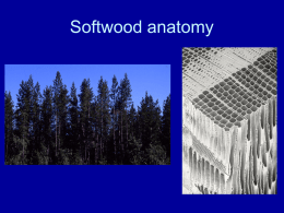 Softwood anatomy - Wood Anatomy and Identification