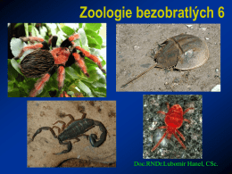 prezentace_zoologie_bezobratlych_6