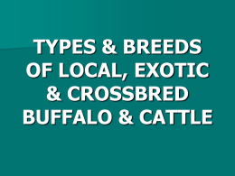 Five Dairy Breeds of Buffalos and Cattle in pakistan, Click here to open