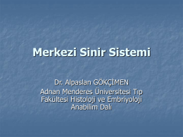 Merkezi Sinir Sistemi - Adnan Menderes Üniversitesi