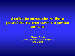 Sinalização intracelular na ilhota pancreática materna durante o