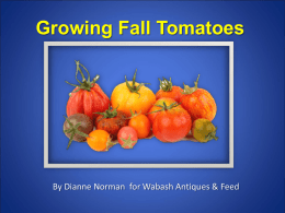 Growing Fall Tomatoes - Wabash Feed and Garden Store