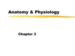 Anatomy_and_Physiology_files/A&P3notes