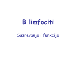 B limfociti