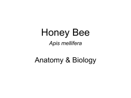 Honey Bee Anatomy & Biology