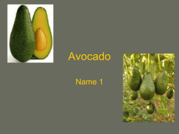 Avocado - Biology