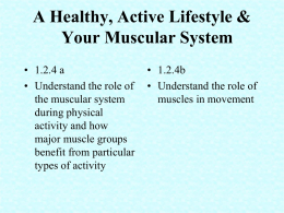 lesson 23 muscular system