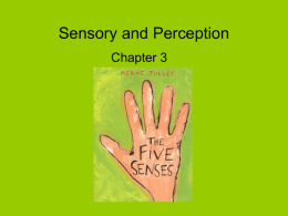 Sensory and Perception