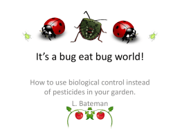 It`s a bug eat bug world!
