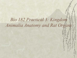 PowerPoint Presentation - Bio 182 Practical 3: Kingdom Animalia
