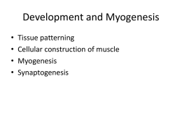 1-DevelopmentMyogenesis