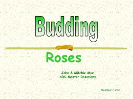 Budding Roses