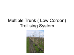 Low Cordon Trellising - Seaway Coldhardy Grapes