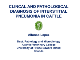 Interstitial Pneumonia - University of Prince Edward Island