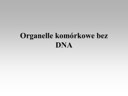 Organelle komórkowe bez DNA Rybosomy