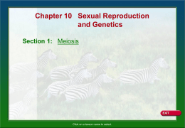 10-for-meiosis