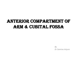 anterior compartment of arm & cubital fossa