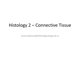 histology connective tissue
