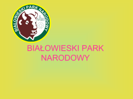 Białowieski Park Narodowy – Mateusz Sowiński