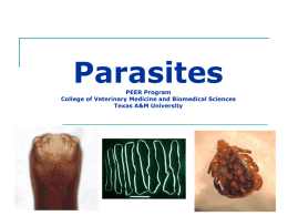 Parasites - PEER - Texas A&M University