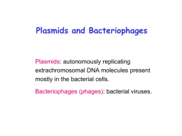 F plasmid