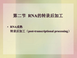 RNA的转录后加工