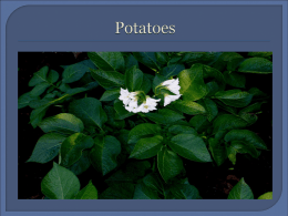 Potatoes - CBS Callan