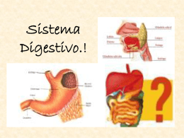Sistema_Digestivo_2(completo)