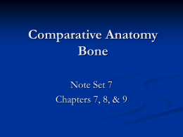 Comparative Anatomy Bone
