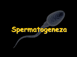 wykład 3 - spermatogeneza
