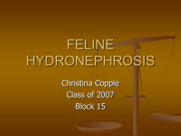 FELINE HYDRONEPHROSIS