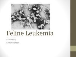 Feline Leukemia Presentation