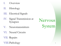 Lecture 8: Nervous System