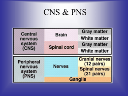CNS & PNS