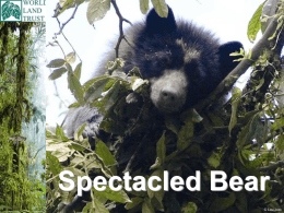 Spectacled Bear - World Land Trust