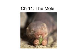 Ch 11: The Mole