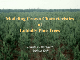 Modeling Crown Characteristics of Loblolly Pine Trees Harold E