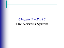 Nervous System Part 5
