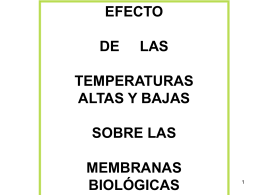 Efecto_de_la_temperatura_sobre_las_membranas_biologicas