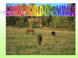 Animals - CBSE International