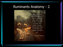 Ruminants Anatomy - Yola - Dr. Brahmbhatt`s Class Handouts