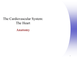 Chapter 18: Cardiovascular System (Anatomy)