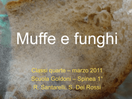 funghi e muffe - Istituto Comprensivo Spinea 1