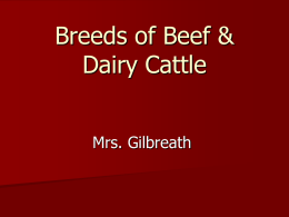 Beef Breed PowerPoint Student Notes