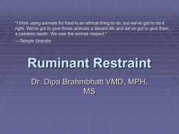 Ruminant Restraint and Basic Physical Examination