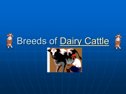 Breeds of Dairy Cattle - Dr. Brahmbhatt`s Class Handouts