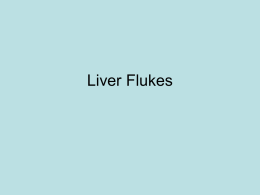 Liver Flukes:พยาธิใบไม้ที่อยู่ในตับหรือท่อน้ำดี Opisthorchis viverrini