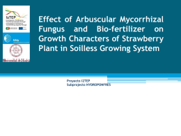 Effect of Arbuscular Mycorrhizal Fungus and Bio